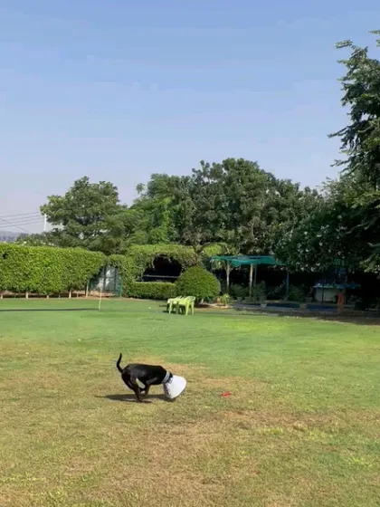 A black indie dog, Shadow, running freely across the lawn. We believe every dog, regardless of breed, deserves space to be themselves.