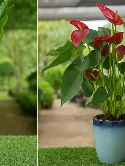 We stock a wide variety of popular indoor plants for every corner of your home. On the left is a low-maintenance ZZ plant, and on the right, a vibrant red Anthurium, both known for their beauty and air-purifying qualities.