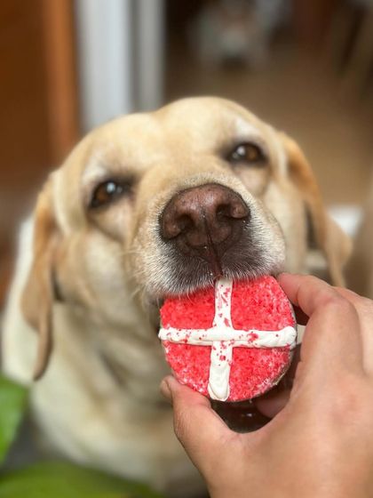 A gentle bite for a tasty treat. This pup savors his Valentine's cookie, a special delight from our seasonal collection.
