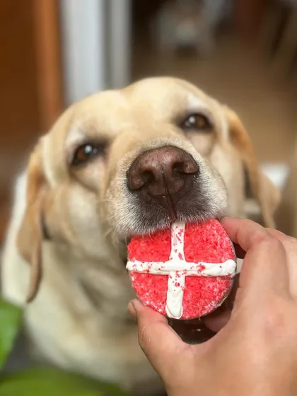 This pup is gently taking a bite of a Valentine's Day cookie. All my treats are made to be easily enjoyed by dogs of all sizes.