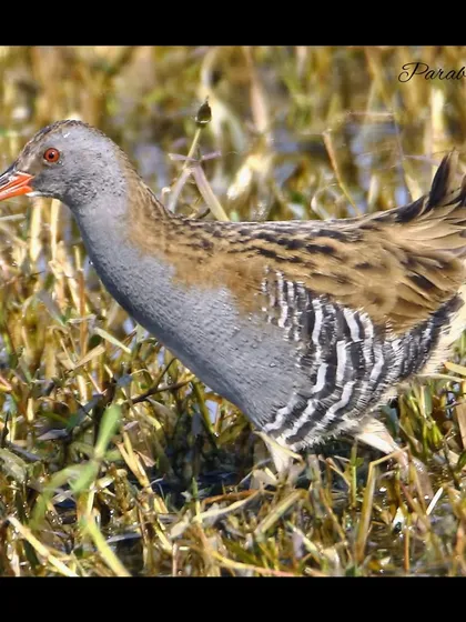 The Western Water Rail is a secretive bird of dense reedbeds, more often heard than seen. Its body is laterally compressed, allowing it to slip through vegetation. Getting a clear shot like this is a rare and rewarding event.