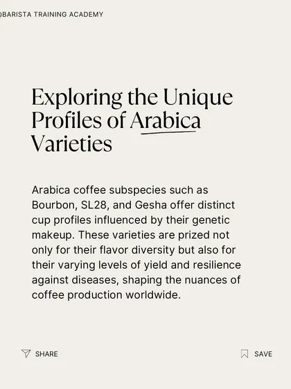 An infographic on exploring the unique profiles of Arabica varieties. We discuss how genetics influence flavor, yield, and resilience.