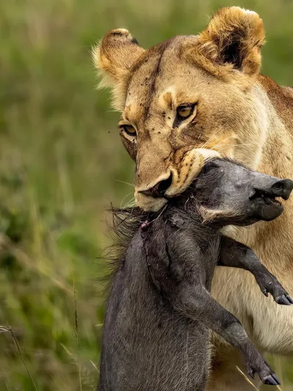 The circle of life, raw and unfiltered. A lioness carries her warthog kill, a moment that is both brutal and essential for her survival. These are the powerful realities we document to tell the complete story of the African wilderness.
