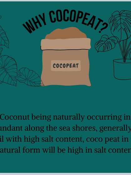Cocopeat Fact: Because coconuts grow in salty coastal soil, cocopeat in its natural form has a high salt content and must be treated before use.