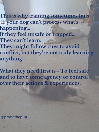 This is why training sometimes fails. If a dog feels unsafe, trapped, or can't process what's happening, they can't learn. They might comply to avoid conflict, but they aren't truly learning. Safety and agency must come first.