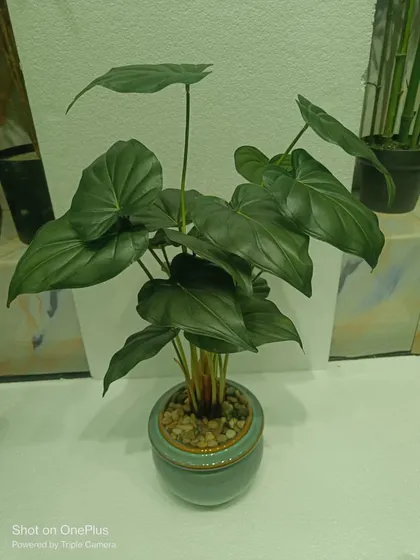 A modern artificial plant with large, heart-shaped green leaves in a stylish turquoise ceramic pot.