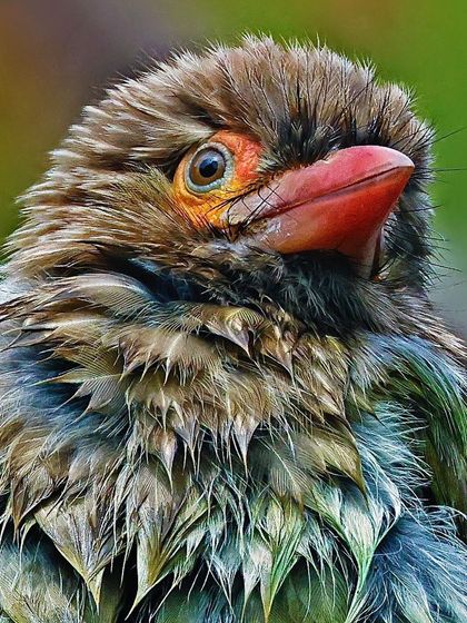 A close-up of a Brown-headed Barbet with wet, ruffled feathers. This portrait captures a unique texture and the bird's character, highlighting its stout red beak and expressive eye.