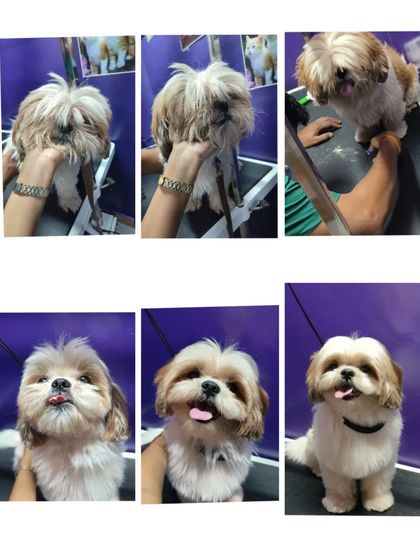 Bengaluru Pet Company - Pet Grooming The Glow-Up: Before & After Transformations photo 33