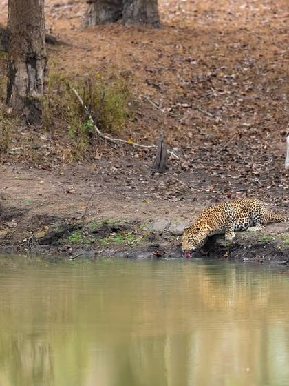 The leopard cautiously approaches the water's edge. Even in a moment of rest, these cats are ever-vigilant, a behavior that is fascinating to observe and photograph.