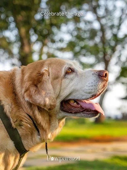 Celebrating age. A beautiful side profile of a senior Labrador, his face illuminated by the golden hour sun. These portraits are a tribute to a lifetime of companionship.