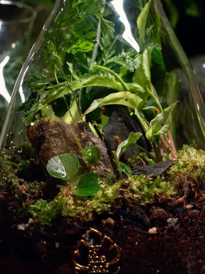 A detailed shot of the base of a decanter terrarium, showing the layers of soil and my signature leaf logo.