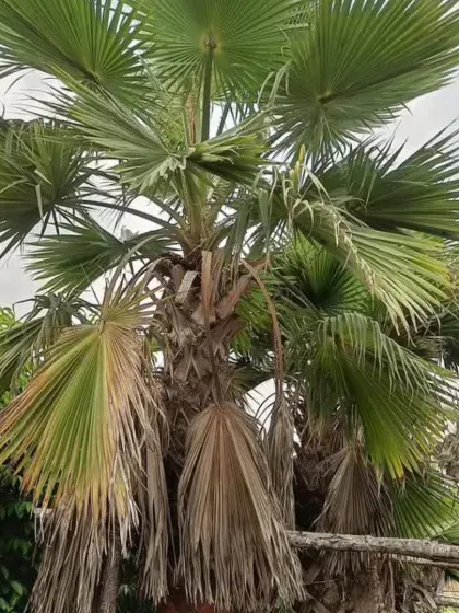 A mature Fan Palm (Licuala grandis), a stunning specimen plant known for its large, pleated, circular leaves.