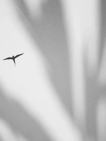 A different composition of the parakeet and palm leaves double exposure. This version uses negative space differently, creating a more minimalist and graphic image of the bird in its environment.