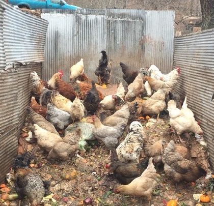 The whole flock gathered in a compost bay, working together to turn over the material. This is a living, breathing system of waste recycling in action.