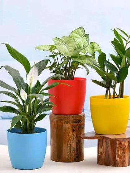 Brightly colored pots can add a cheerful accent to your decor. Here, a Peace Lily, Syngonium, and ZZ Plant are potted in vibrant blue, red, and yellow planters, perfect for enlivening a neutral space.