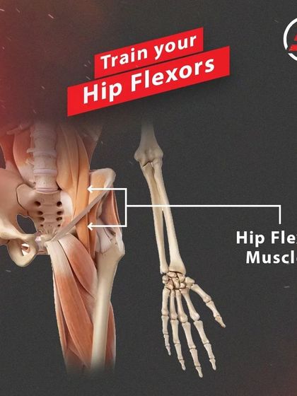 Academy of Strength - Injury Rehabilitation & Corrective Exercise Corrective Exercise Library: Building a Pain-Free Body photo 17