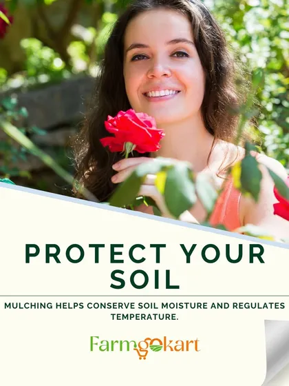 Protecting your soil is key in winter. Mulching helps conserve soil moisture and regulates temperature, keeping roots safe from the cold.