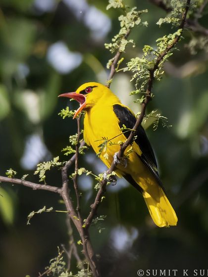 The male Golden Oriole, announcing its arrival with a melodious song. Its brilliant yellow body is like a splash of sunshine in the trees.
