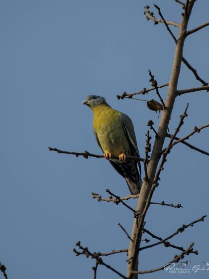 A Yellow-footed Green Pigeon perched high on a bare tree against a blue sky.
