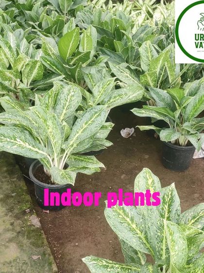 A large batch of Aglaonema 'Snow White' plants.