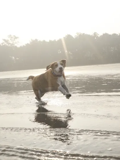 Let them run! There is nothing more joyful than seeing a dog's pure, uninhibited happiness. My outdoor sessions, like this beach run with Rio the Beagle, are all about capturing that wild, free-spirited energy in beautiful, natural light.