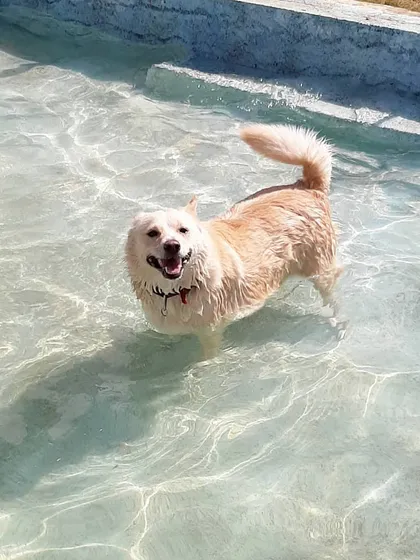Our doggie pool is a favorite on warm days. We designed it with a gentle slope so even nervous dogs can walk in at their own pace and enjoy a cool dip.
