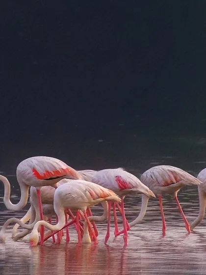 A closer look at the ethereal gathering of Greater Flamingos. The soft light and dark background highlight their delicate forms, creating a scene of pure tranquility and beauty in the Navi Mumbai mangroves.