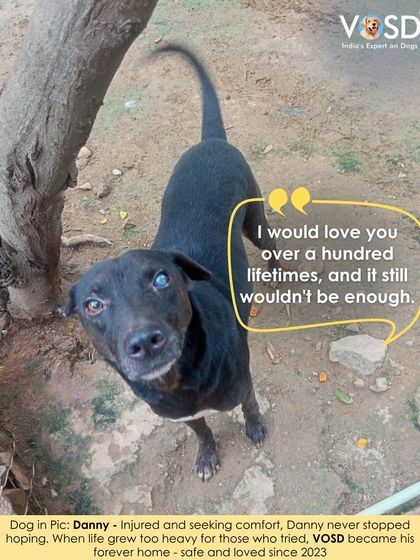 Danny, injured and seeking comfort, never stopped hoping. When life grew too heavy for those who tried to help, VOSD became his forever home in 2023.