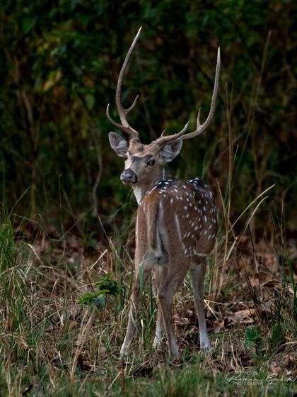 A Spotted Deer stag with impressive antlers looks back over its shoulder in Rajaji National Park.