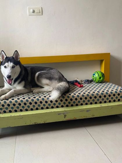 Adoption Call: Lucy, an adorable Husky, is looking for her forever home. We use our platform to help connect deserving pets with loving families.