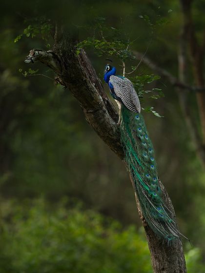 A peacock roosting in a tree, its long train hanging down. This shows a different, more serene side of India's national bird.