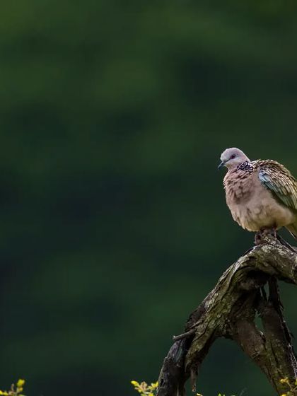 A Spotted Dove perched on a dead tree against a dark green forest background, creating a moody and atmospheric portrait.