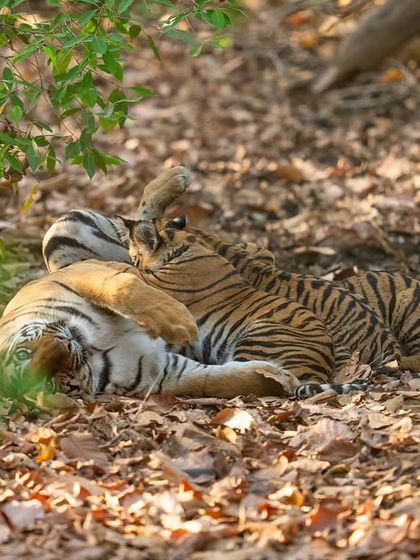 One of the most tender moments of my safari life: watching three tiny tiger cubs suckling peacefully on their mother in Tadoba.