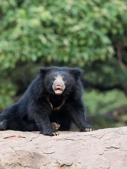 A Sloth Bear relaxes on a rock, its posture almost human-like. This image captures a moment of rest and personality.