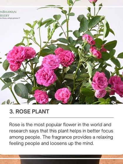 The Rose is the most popular flower in the world, and its fragrance is known to provide a relaxing feeling. Having a rose plant in your study or workspace can help improve focus.