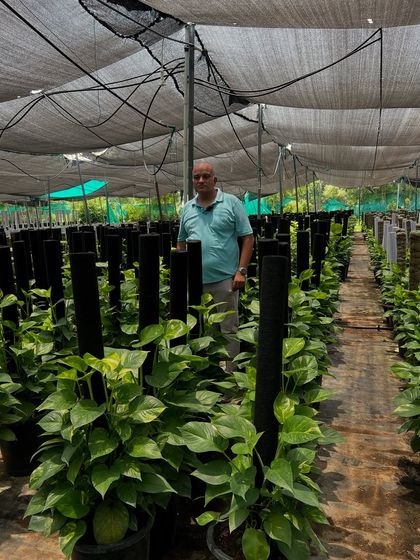 My Specialty: Money Plants (Pachira & Pothos) photo 8