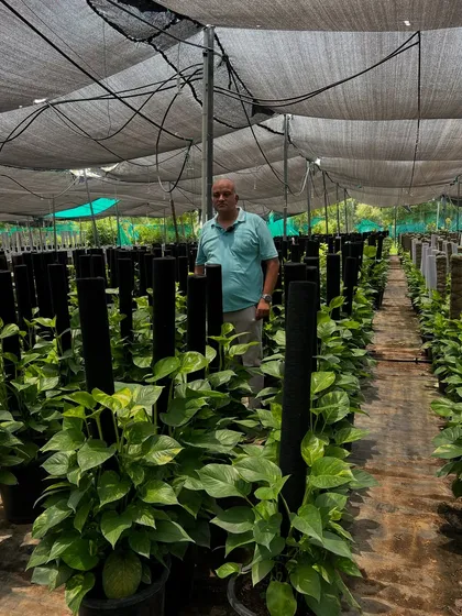 Standing amidst my own production of money plants. We have a huge stock of these beautiful, high-quality plants ready for your homes and offices.
