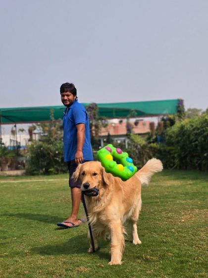 A staff member walking with a Golden Retriever, who is proudly carrying two toys.