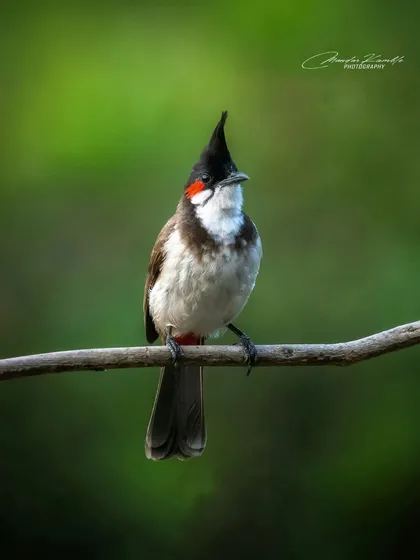 A Red-whiskered Bulbul showing off its prominent crest. This frontal portrait has a classic, dignified feel.