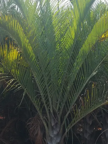 A close-up of a fan palm, showing the beautiful texture and shape of its large fronds.