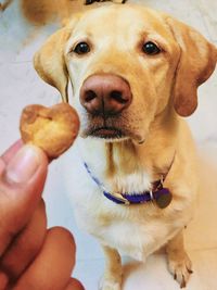 Gourmet Dog Treats & Bakery