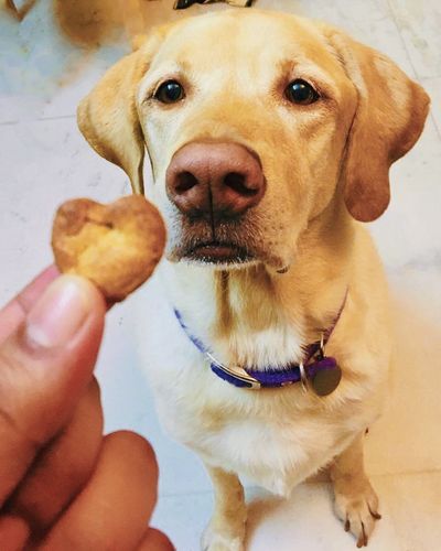 Gourmet Dog Treats & Bakery