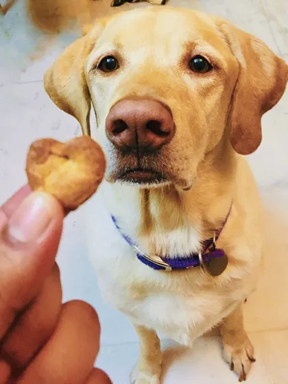 Chef Junior posing with a heart-shaped cookie. We offer a variety of flavors, including carrot and banana, chicken liver, and classic peanut butter, all made with love.
