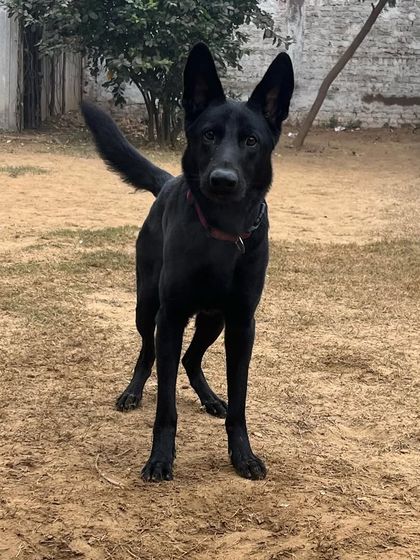 Willow, a true beauty, enjoying her time at our facility before her training begins.