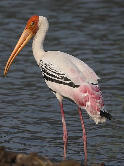 Waders, Ducks & Waterbirds photo 22