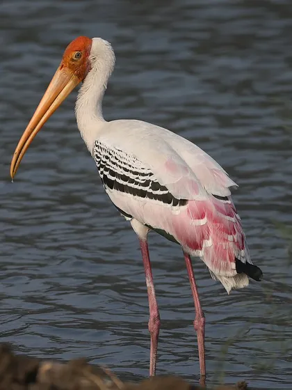 A Painted Stork in India, showing off its beautiful plumage. The pink tones on the wings are particularly striking. In Singapore, we sometimes see hybrids of this species crossed with Milky Storks.