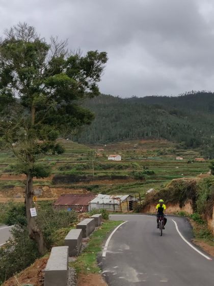 Cycling through terraced farms on the winding roads of the Palani Hills. This landscape showcases the unique intersection of nature and agriculture that makes the region so visually stunning.