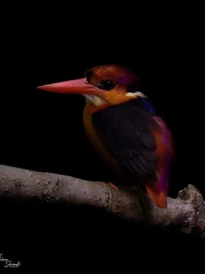 This Oriental Dwarf-Kingfisher is one of the most brilliantly colored birds I've seen. I waited for it to land on a clean perch in the dark Singaporean rainforest and underexposed the shot to create this moody, low-key image that makes its colors feel electric.