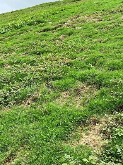 A before-and-after comparison of a sloped lawn area. The 'before' shot shows a patchy, weedy slope, which we can transform into a lush, healthy green turf.