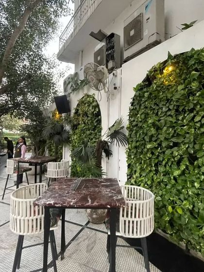 A lush installation of money plants (Epipremnum aureum) fills an arched alcove at Diablo restaurant. This hardy plant is excellent for creating dense, cascading green walls.